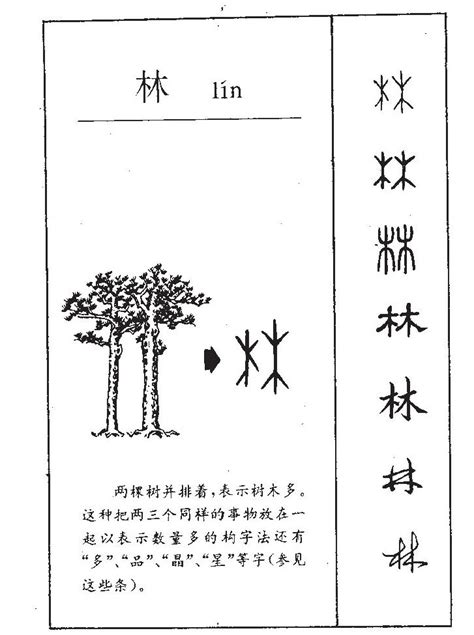 林五行屬性|林字的五行分析、笔画数、含义寓意